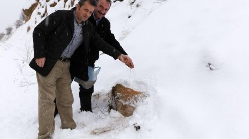 G&uuml;m&uuml;şhane İl &Ouml;zel İdare &Ccedil;alışanları Yaban Hayatını Da Unutmuyor