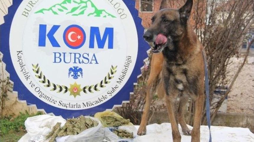 Bonzai Satıcılarına 2 G&uuml;nde 8 Baskın