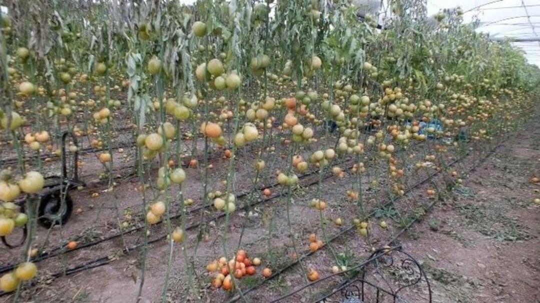 (&ouml;zel Haber) Şanlıurfa&rsquo;da Don Seraları Vurdu