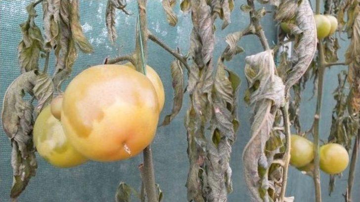 (özel Haber) Şanlıurfa’da Don Seraları Vurdu G1