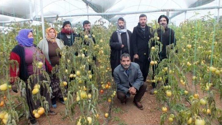 (özel Haber) Şanlıurfa’da Don Seraları Vurdu G2