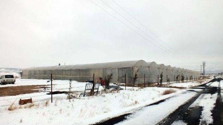 (özel Haber) Şanlıurfa’da Don Seraları Vurdu G5