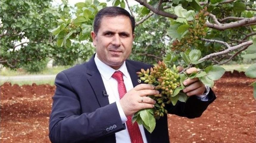 Antepfıstığı &Uuml;reticisinin Y&uuml;z&uuml;n&uuml; G&uuml;ld&uuml;recek