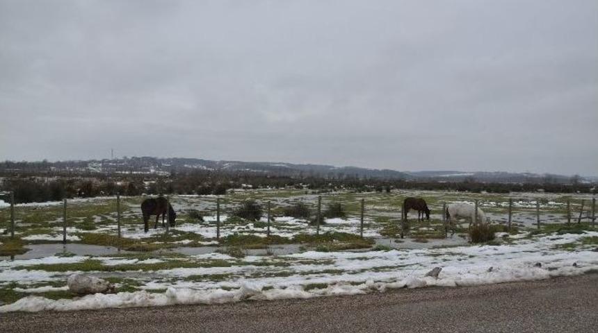 Akliman&rsquo;da Yılkı Atlar