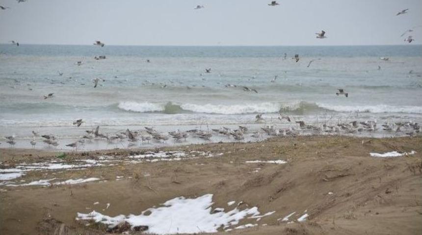 Kar Suları En &Ccedil;ok Martılara Yaradı