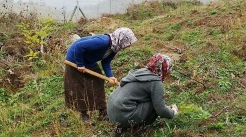 15 Bin Gelir Getirici Fidan Dikildi