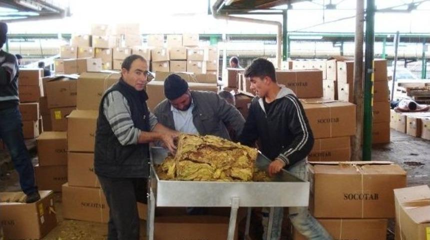 Sarıg&ouml;l&rsquo;de T&uuml;t&uuml;n Alımlarına Başlandı