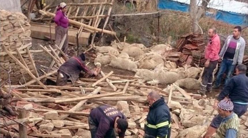Manisa&rsquo;da Şiddetli Yağmur Koyunları Telef Etti