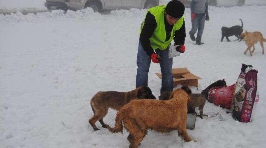 Yavru K&ouml;pekler Donmaktan Kurtarıldı