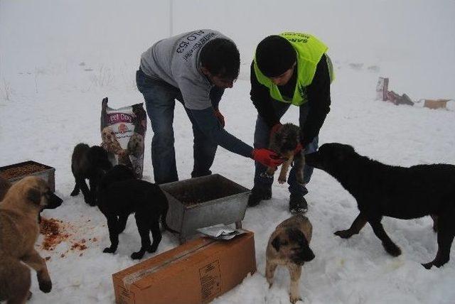 Yavru Köpekler Donmaktan Kurtarıldı