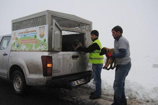 Yavru Köpekler Donmaktan Kurtarıldı