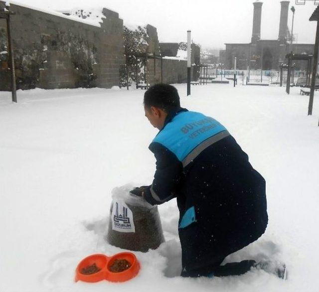 B&uuml;y&uuml;kşehir, Yaban Hayatını Koruyor 1