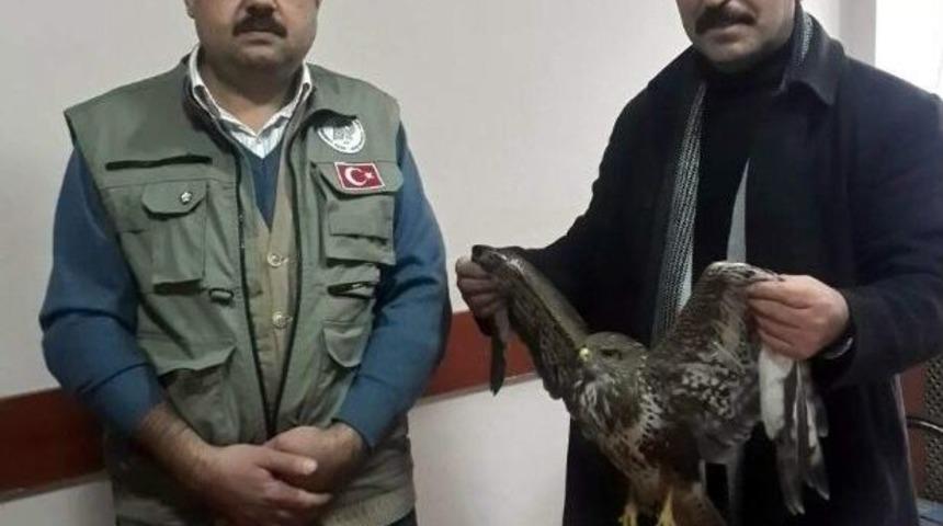 A&ccedil; Kalan Yaralı Şahine Vatandaş Şefkati