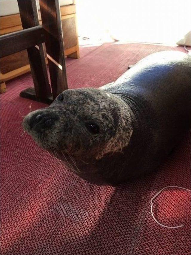 Akdeniz Foku Kuşadası Körfezi’ne Bırakıldı