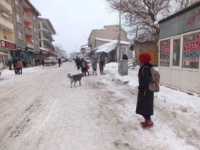 Malazgirt’te Başıboş Köpek Sorunu