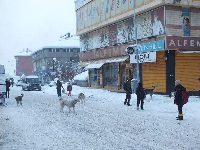 Malazgirt’te Başıboş Köpek Sorunu