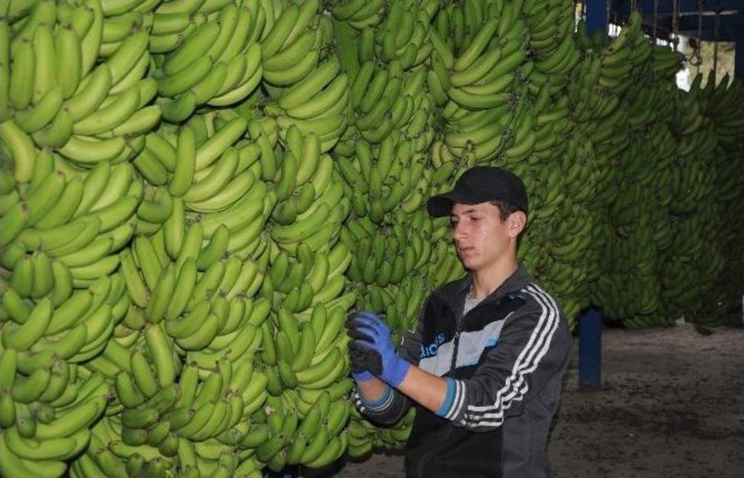 Limon Diyarından Muz Diyarına