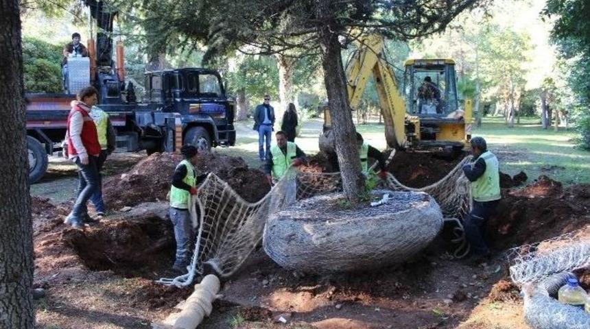 Expo 2016&rsquo;da Ağa&ccedil; Nakli Rekoru Kırıldı