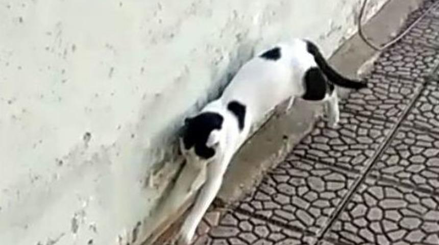 Kedi Fareyle Dakikalarca Oynadı