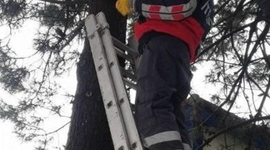 Ağa&ccedil;tan İnemeyen Kediyi &Ccedil;aycuma İtfaiyesi Kurtardı