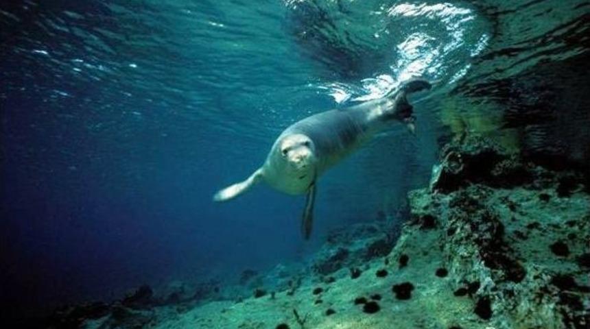 Akdeniz Foklarının Yaşam Alanı Tehlikede