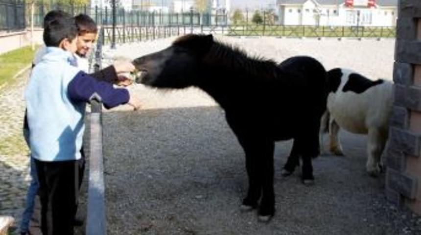 Sincan Evcil Hayvanlar Parkı&rsquo;nda 5 Kıtadan 55 T&uuml;r