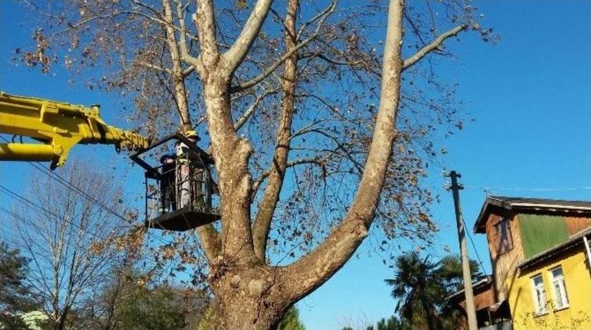 Adapazarı&rsquo;nda Ağa&ccedil; Dalları Budanıyor