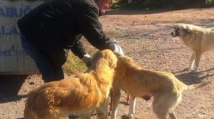 Zabıta Ekipleri Sahipsiz Hayvanları Sahip &Ccedil;ıkıyorlar