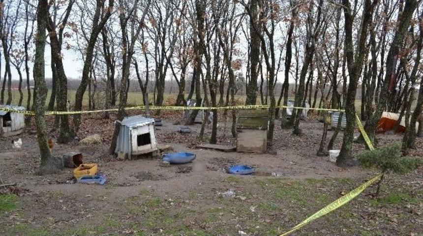 Ormana Bırakılan 6 Aylık Cenin, K&ouml;pek Tarafından Bulundu