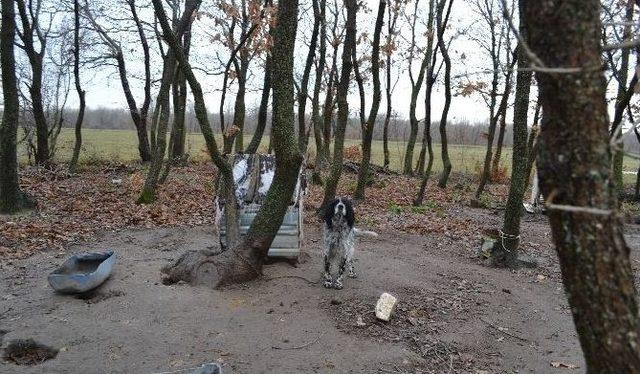 Ormana Bırakılan 6 Aylık Cenin, K&ouml;pek Tarafından Bulundu 1