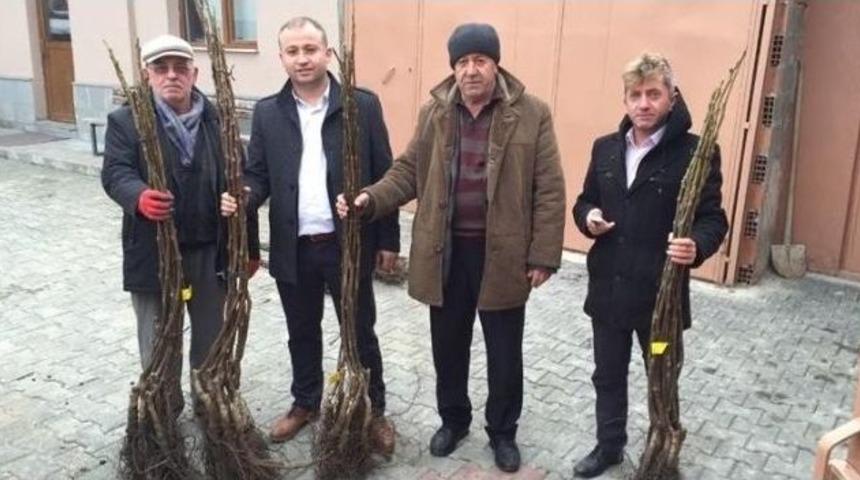 Taşk&ouml;pr&uuml; Ve Abana&rsquo;da Ceviz Fidanı Dağıtıldı