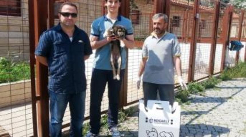 B&uuml;y&uuml;kşehir&rsquo;den Sokak Hayvanlarına Bakım