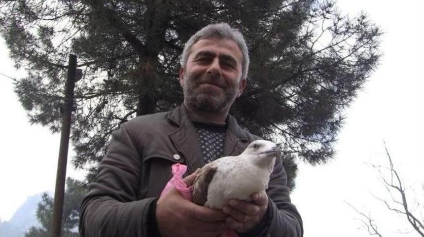 Artvin&rsquo;de Yaban Hayatına Şefkat Eli