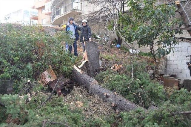 Söke’de Fırtına Ve Yağış Çatıları Uçurdu, Ağaçları Devirdi