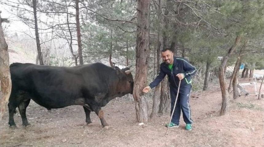 Artvinli Boğa Yetiştiricilerinden İspanyol Boğa Yetiştiricilerine Ders