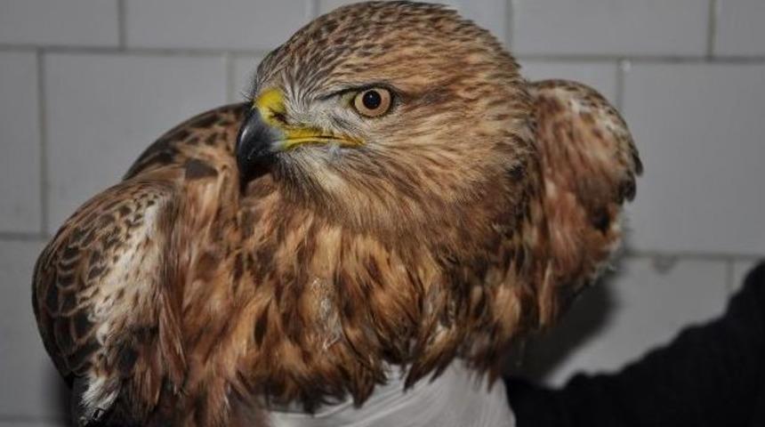 Yaralı Kızıl Şahin Tedavi Altına Alındı