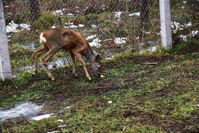 Vali Ve Başkan Hayvanları Yemledi 1