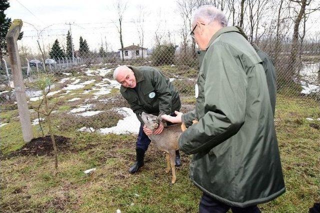 Vali Ve Başkan Hayvanları Yemledi 2