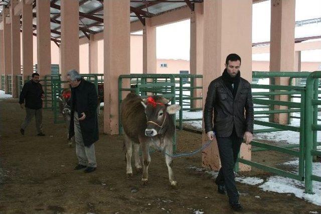 Muş’ta Eski Hükümlülere Süt İneği Desteği