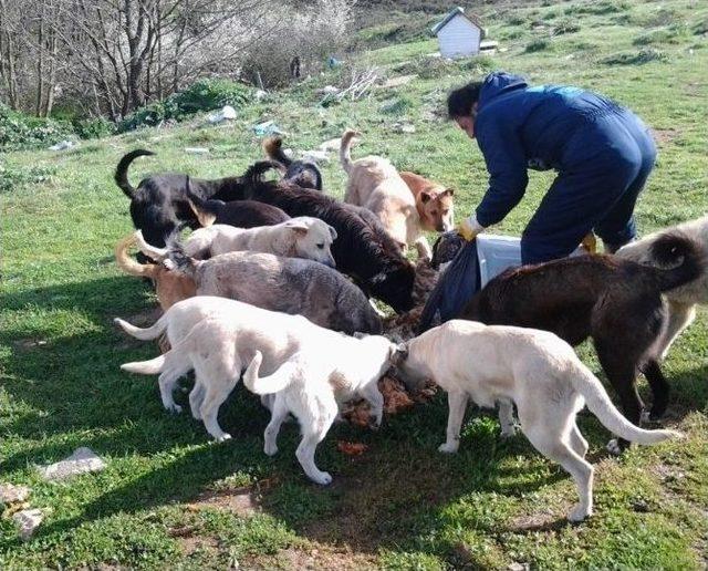 Vıaport Asıa’dan Hayvan Barınaklarına Yiyecek