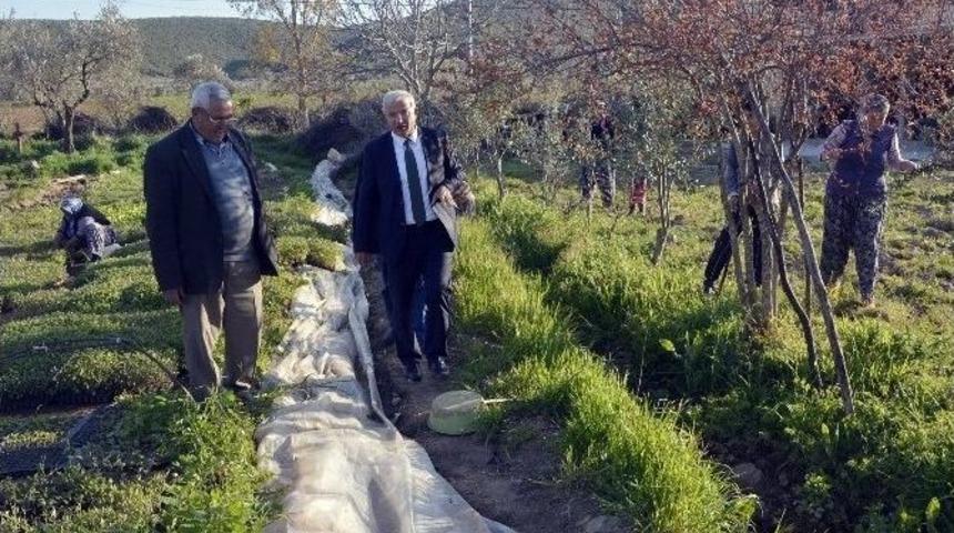 Vicdansız Avcılar Zevk İ&ccedil;in Yırtıcı Kuşları &Ouml;ld&uuml;r&uuml;yor