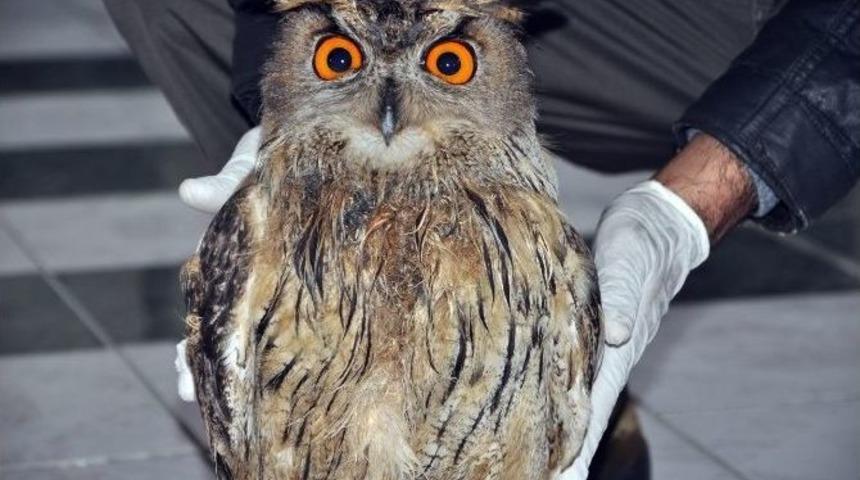 Yaralı Baykuş Tedavi Altına Alındı