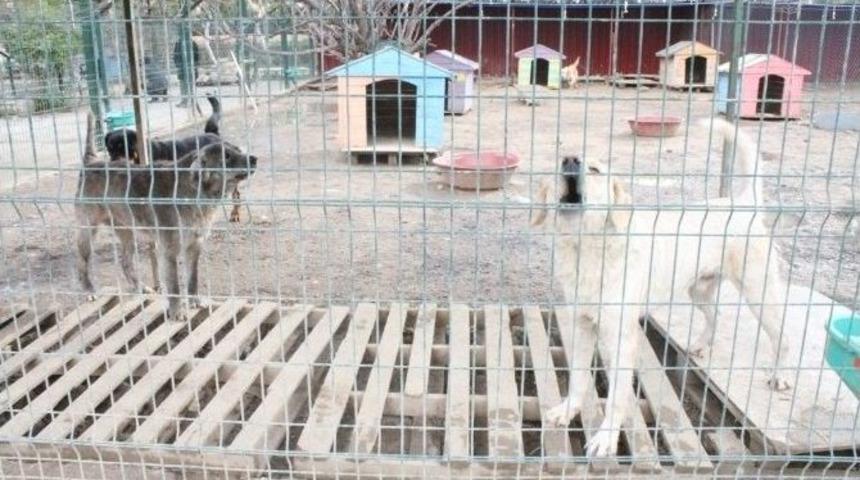 Hatay B&uuml;y&uuml;kşehir Belediyesi, Sahipsiz Ve Bakıma Muhta&ccedil; Hayvanlara Sahip &Ccedil;ıkıyor