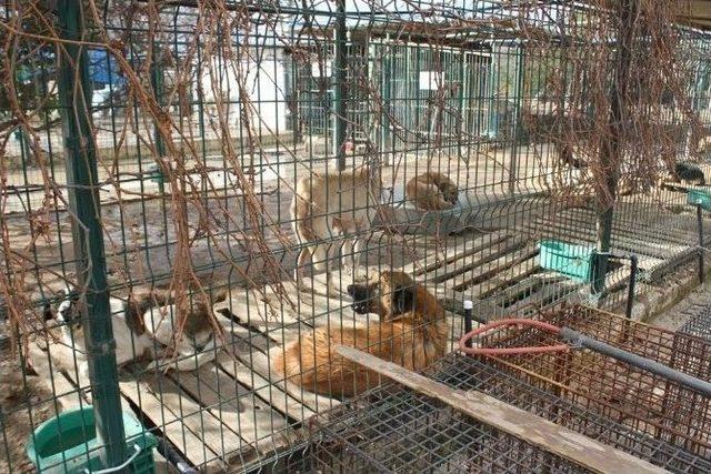 Hatay Büyükşehir Belediyesi, Sahipsiz Ve Bakıma Muhtaç Hayvanlara Sahip Çıkıyor