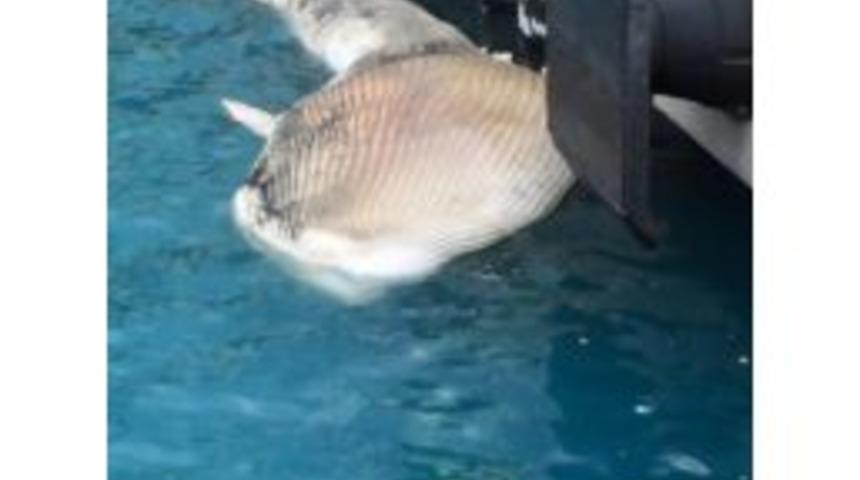 İskenderun Limanı&rsquo;nda &Ouml;l&uuml; Yavru Beyaz Balina Bulundu