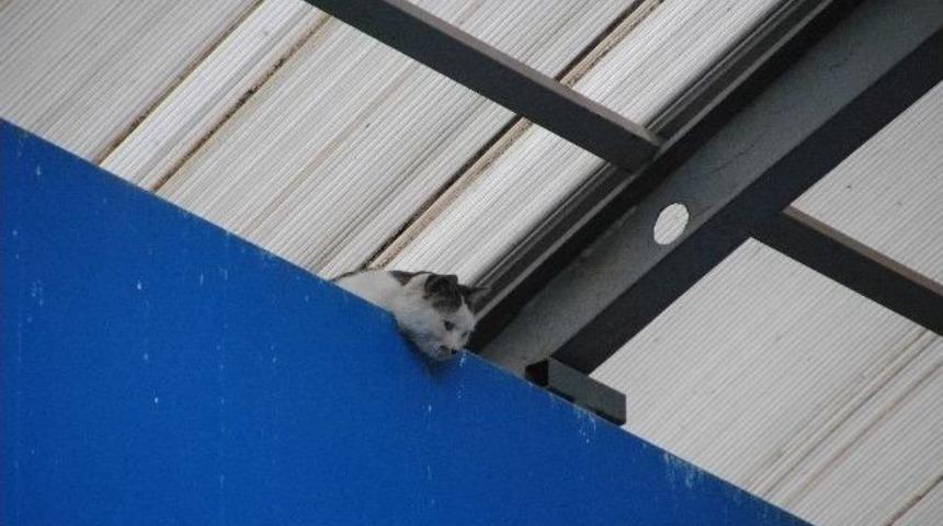 Mahsur Kalan Kediyi İtfaiye Kurtardı