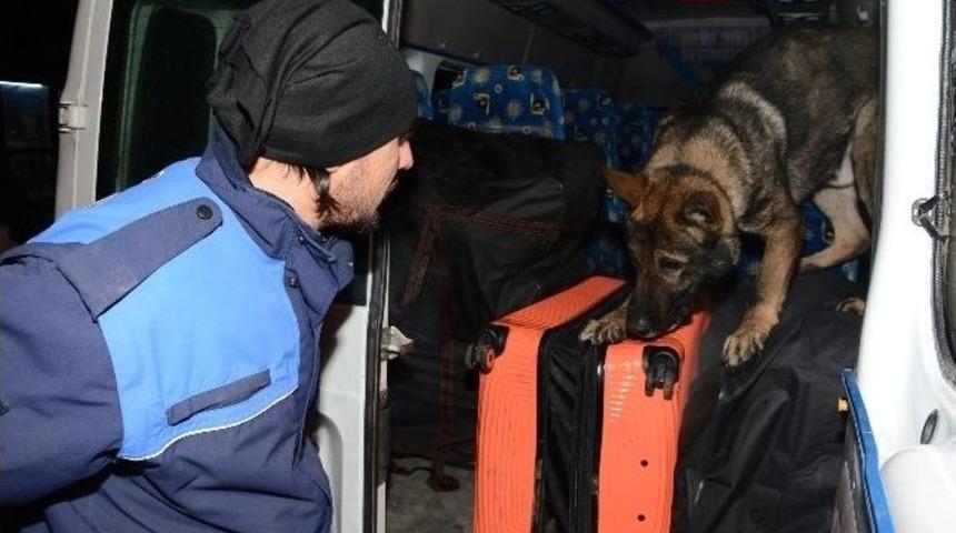 Minib&uuml;ste 145 Kilo Esrar Ele Ge&ccedil;irildi