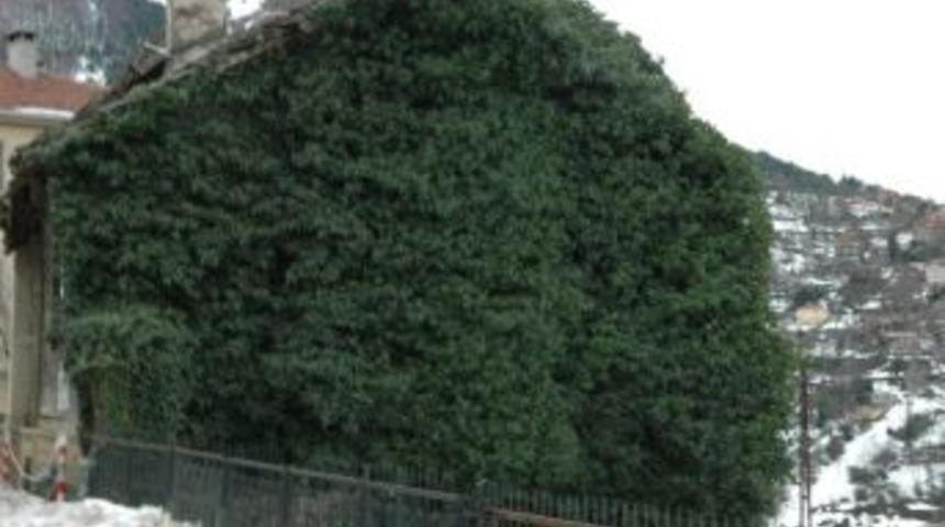 İnebolu&rsquo;da Sarmaşık Kaplı Ev İlgi &Ccedil;ekiyor