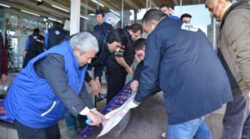 Kanser Hastalarından Köpek Balığına Yoğun İlgi
