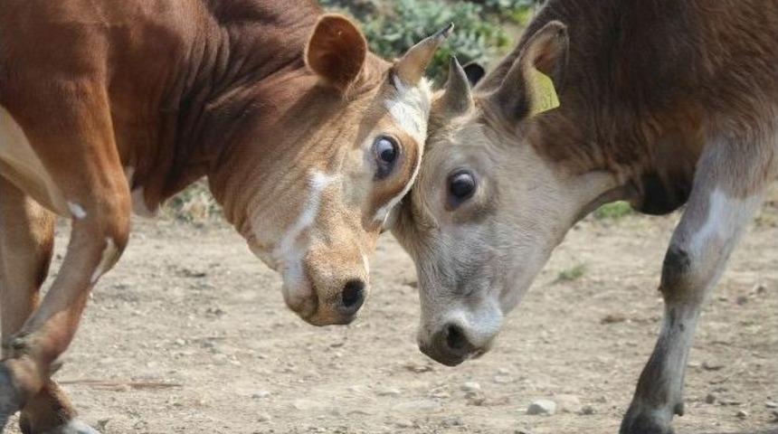 G&uuml;m&uuml;şova: &ldquo;şap, İnsanlar İ&ccedil;in Ciddi Bir Sorun Değil&rdquo;